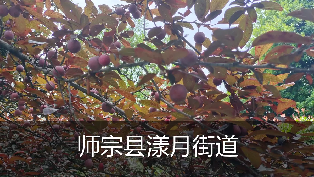 师宗县漾月街道
