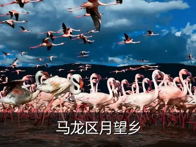马龙区月望乡